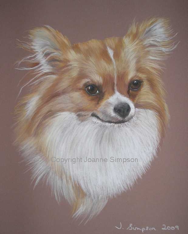 Chihuahua portrait by Joanne Simpson
